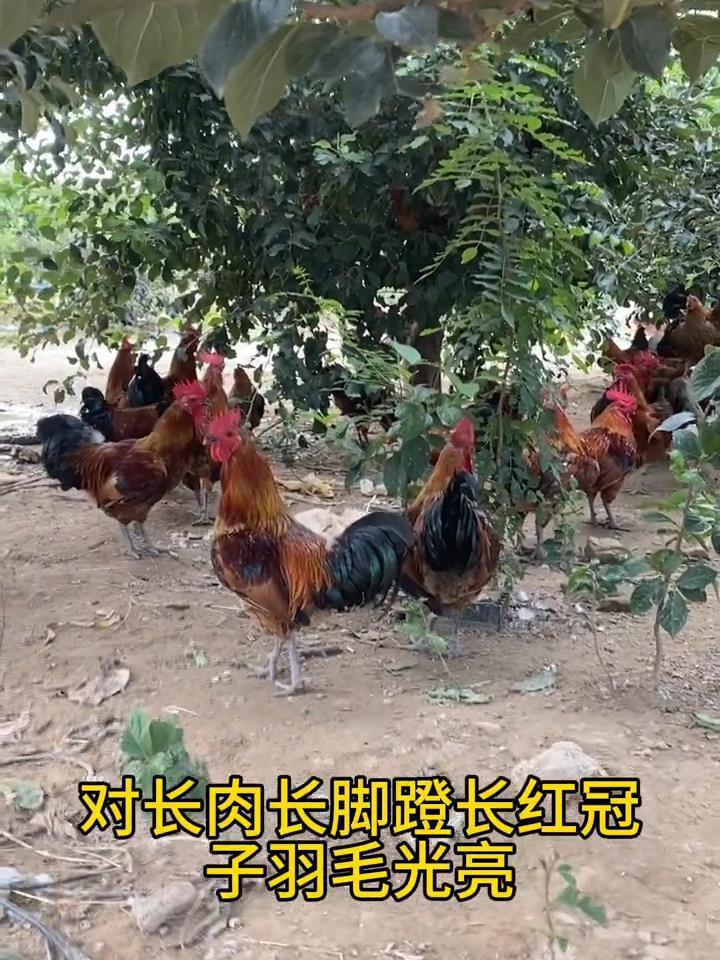 我们不一样 每天分享养殖小知识 蛋鸡养殖 鸡鸭鹅养殖 高浓缩液体多维 快速补充多种营养 让
