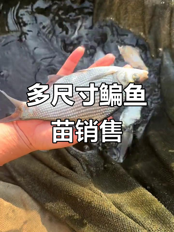 鳊鱼苗养殖基地,冷水鱼不怕冷,规格多样任你选