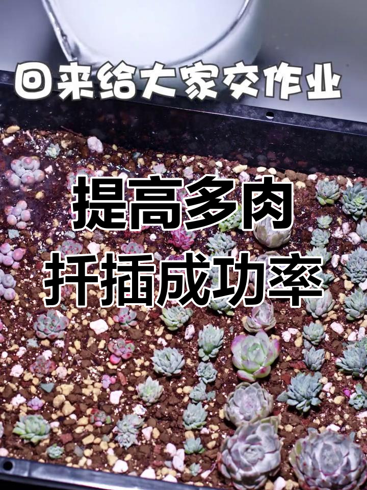多肉扦插技巧:保持土壤微湿,提高成活率