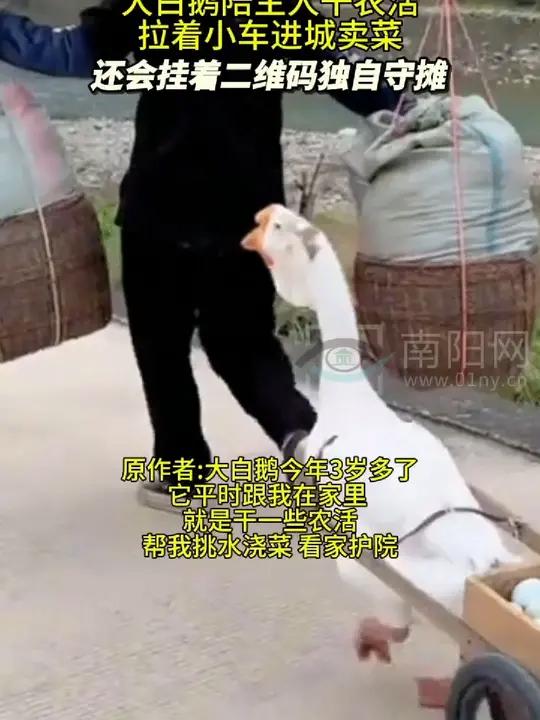 大白鹅陪主人进城卖菜,还会挂着二维码独自守摊。萌宠 暖心一幕(视频来源:)