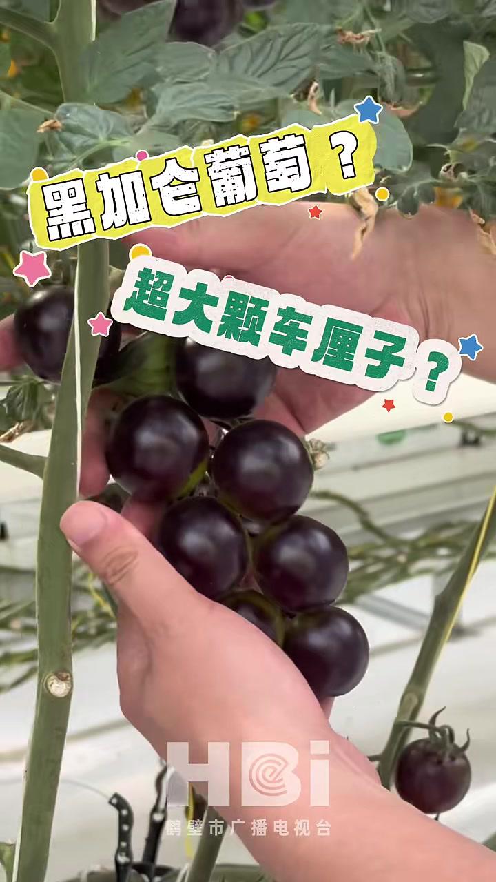 “鸡尾酒串收黑番茄”你见过吗?圆润饱满、爆浆多汁!网友:不想当水果的番茄不是好蔬菜!(鹤壁