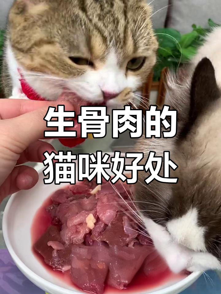 猫吃生骨肉的好处,毛发亮丽、健康更长寿