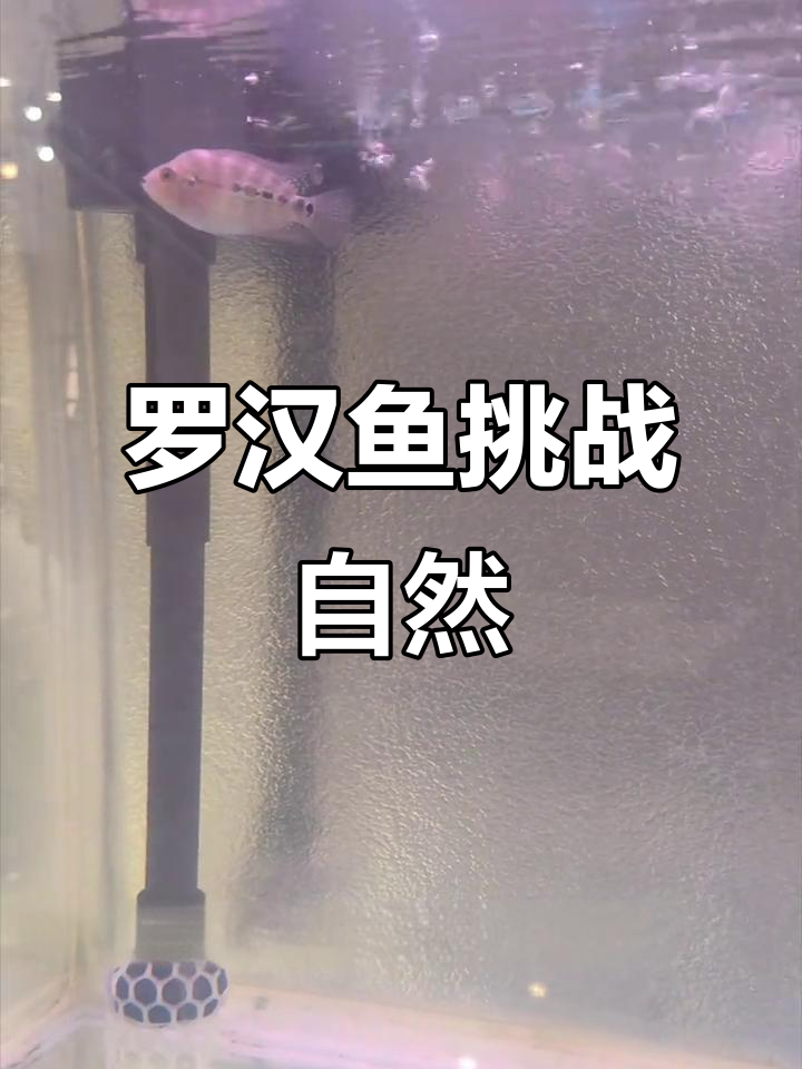 广东天气转暖，加热棒撤掉试试能否让罗汉鱼起头