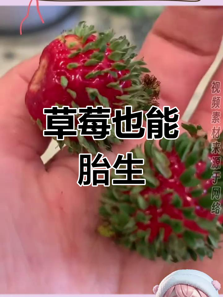 这颗草莓竟然能发芽,见过吗?