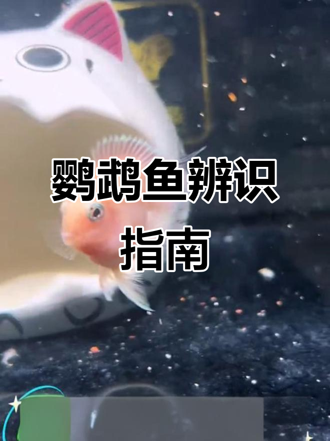 教你轻松辨别迷你鹦鹉鱼的性别与配对技巧!