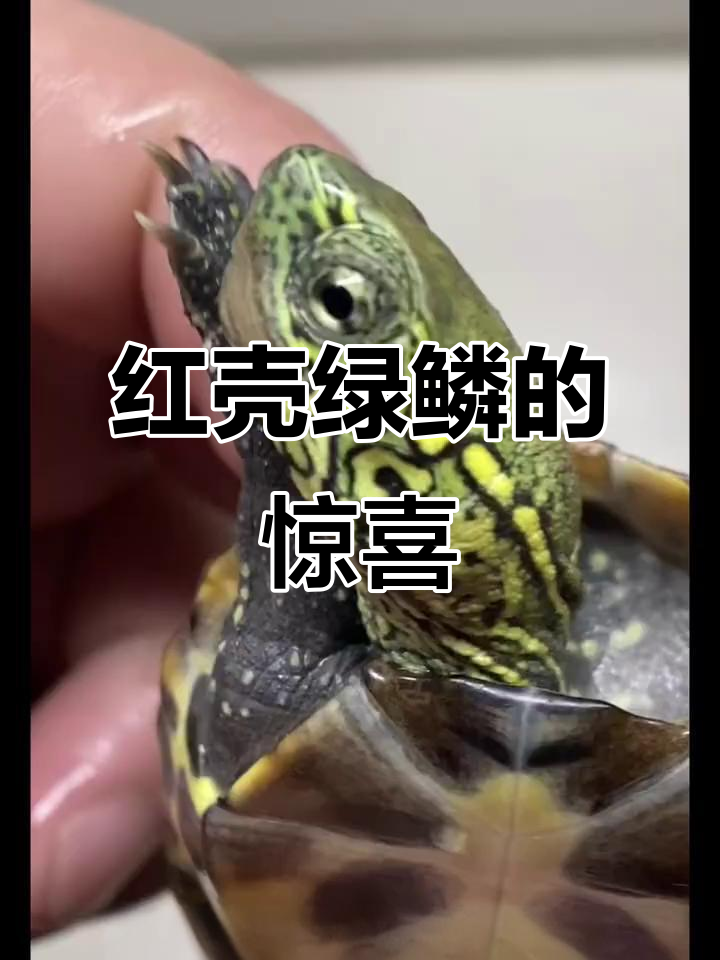 苏北金线草龟新福利,红壳细纹绿麟满配,谁能稳压一头?