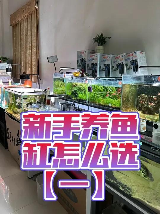 手把手教养鱼「第一节」新手怎么选鱼缸?#新手养鱼 #新手养鱼入门基础教程