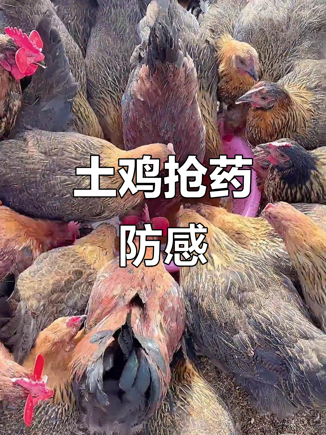 山海崖头血毛土鸡抢药水,预防感冒效果惊人