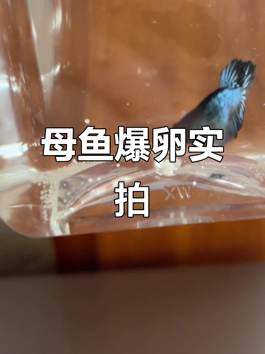 泰国斗鱼爆卵瞬间,白色乱舞像雪花一样