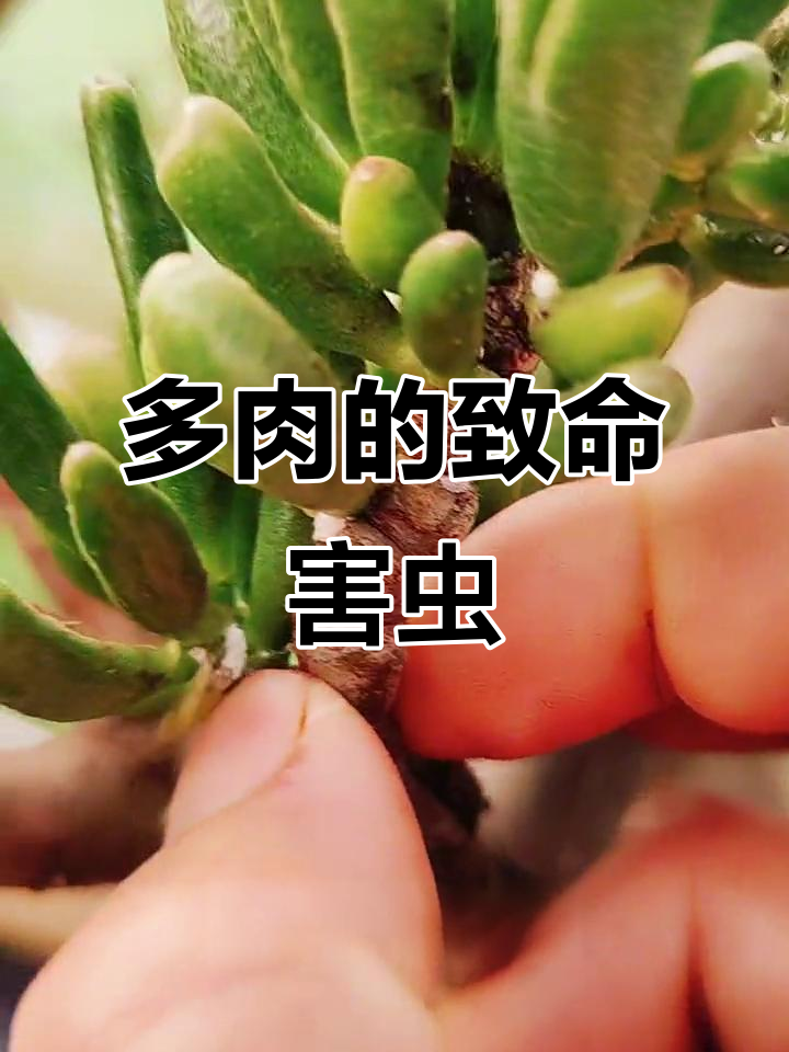 养多肉最怕的虫害,芥壳虫如何防治?