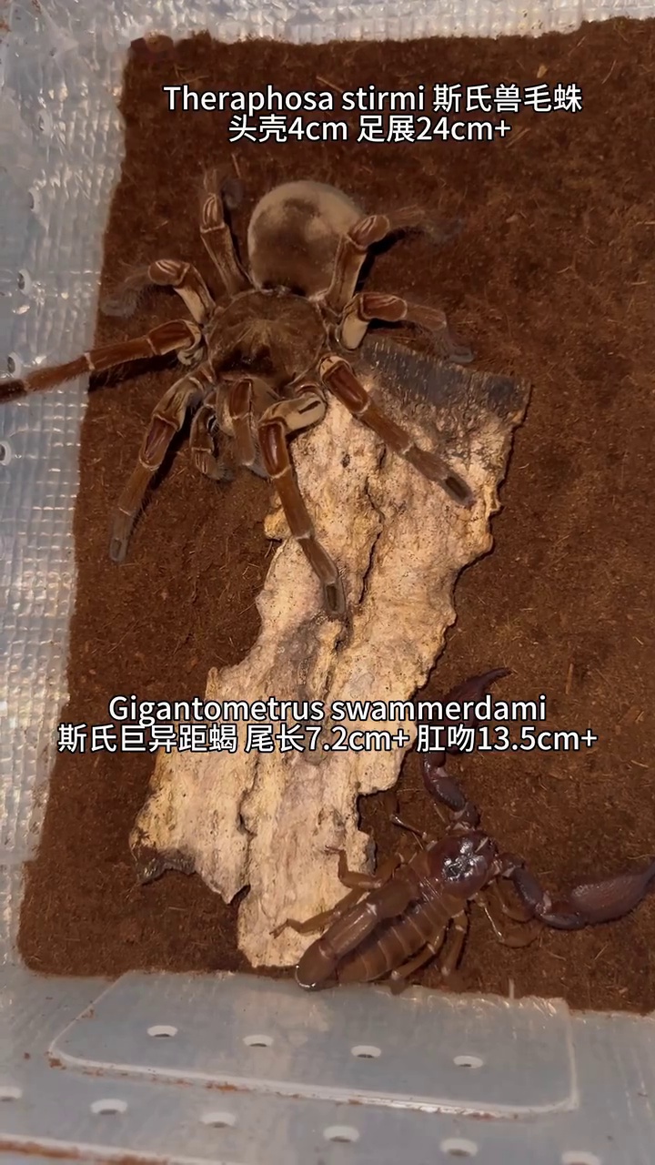 亚马逊巨人捕鸟蛛ts血战红爪雨林蝎