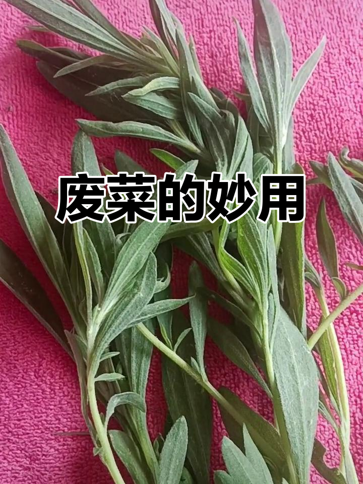 别再误称它为蚊子草,废菜竟有神奇作用!