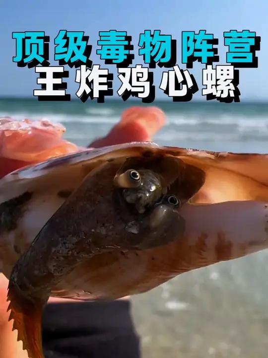 去海边最不能碰的生物！