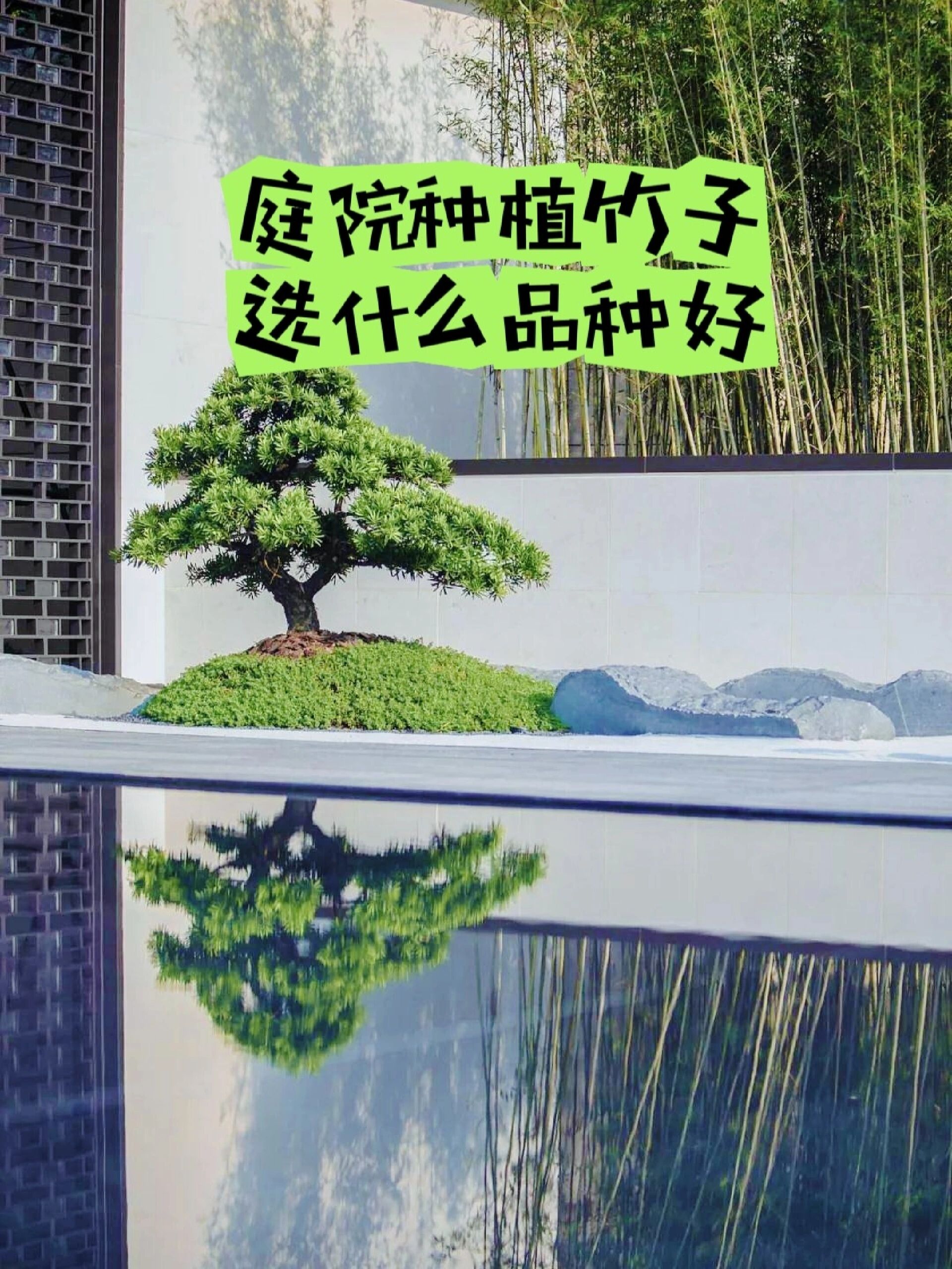 庭院竹子品种怎么选?季节有别