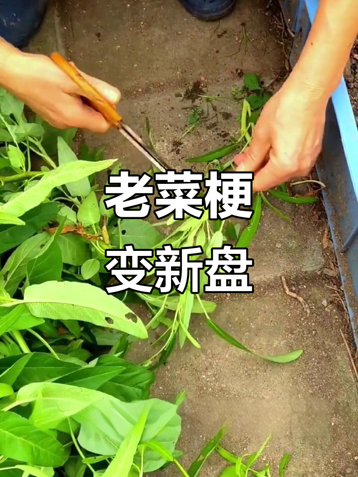 楼顶菜园巧用空心菜梗，轻松种出美味蔬菜