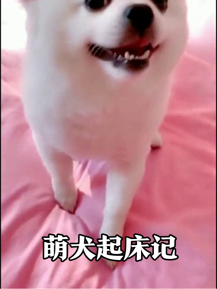 从睡懵到疯玩!小白狗的起床反差萌也太可爱了