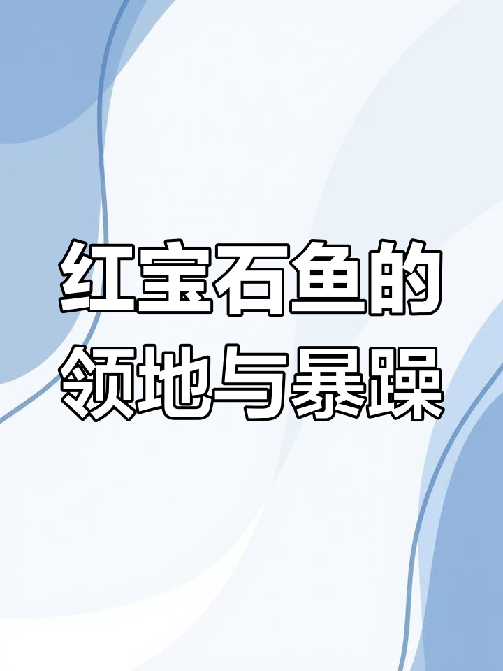 红宝石鱼领地意识强,繁殖期攻击性强,需隔离或混大体型鱼