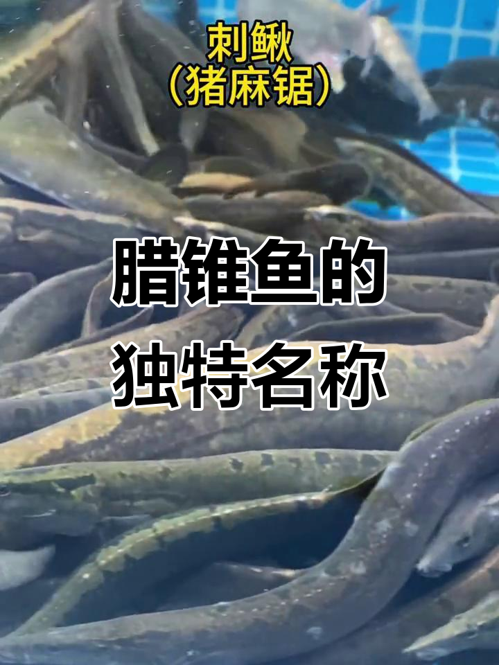 腊锥鱼：客家人称其为猪麻锯，稀有野生美味