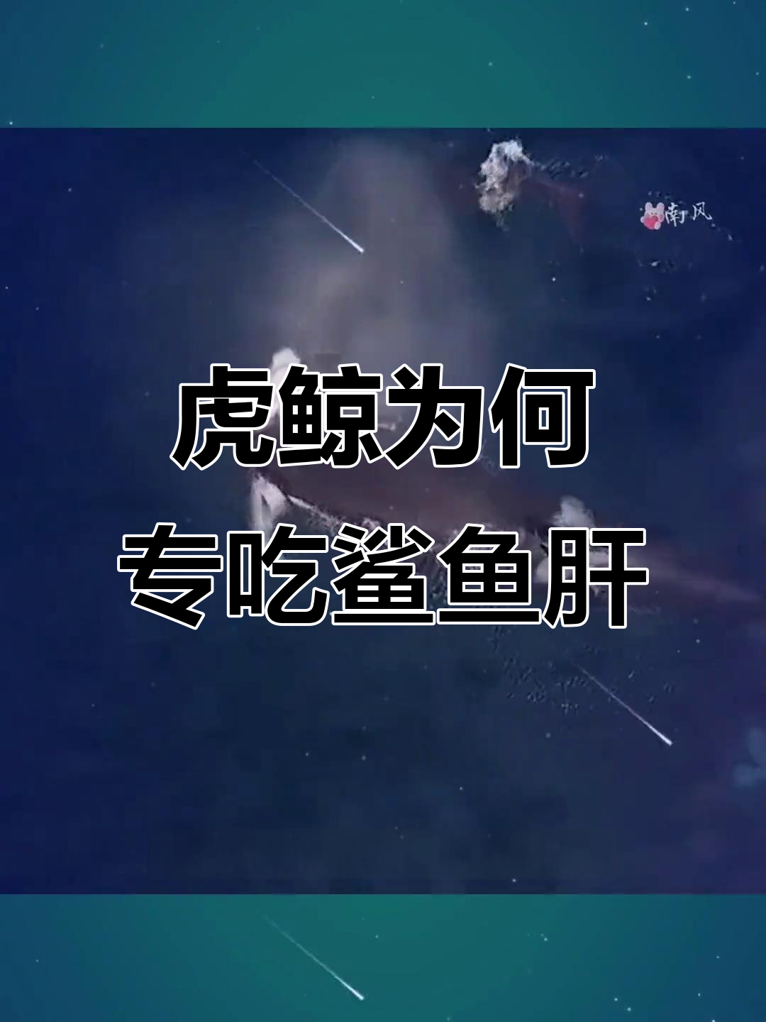 为什么虎鲸只吃大白鲨的肝脏?揭秘原因和捕食技巧