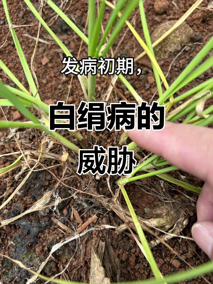 韭菜白绢病危害严重,叶片枯萎、整片倒伏