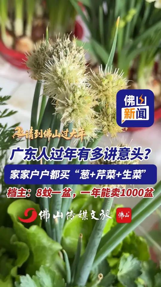 广东人过年有多讲意头?家家户户都买“葱+芹菜+生菜”,档主:8蚊一盆,一年能卖1000盆!