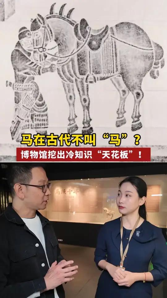 马年学习“马”的冷知识,居然被千年文物“上课”了!原来马在古代有这么多霸气名字,唐太宗的战