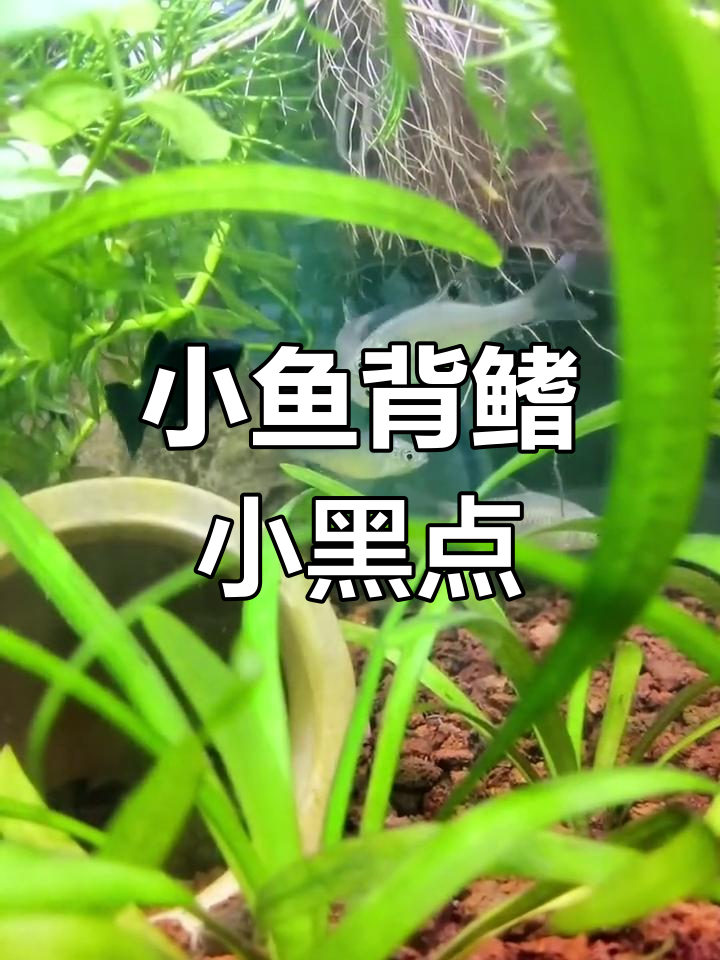 河里小鱼背鳍有黑点,丰富鱼缸更有趣