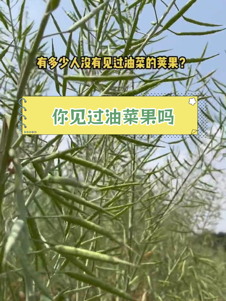 油菜花田中的秘密果实