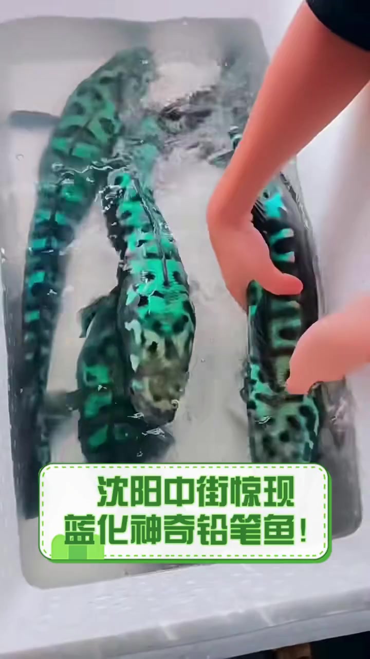 沈阳中街惊现,蓝化神奇铅笔鱼!