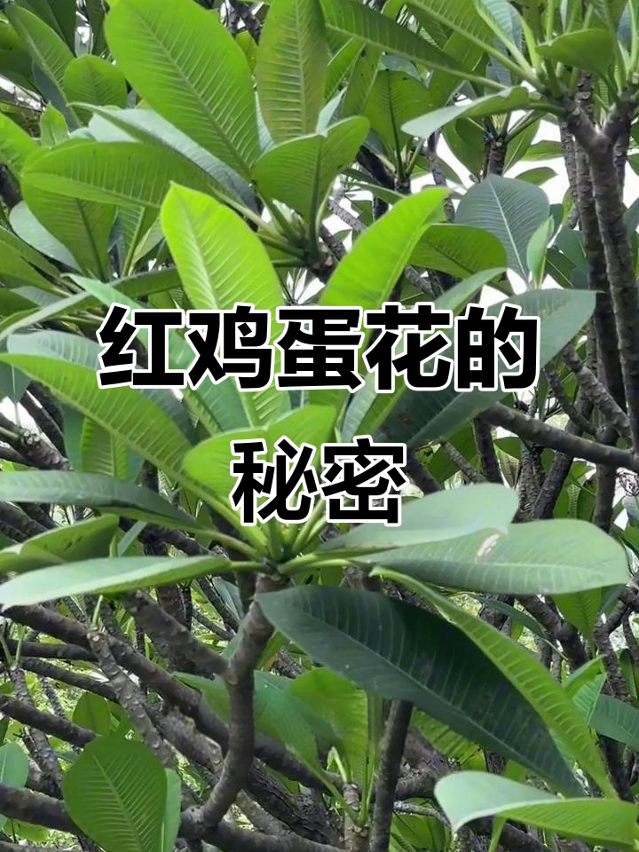 鸡蛋花果实揭秘：原来红鸡蛋花才是原种，白花黄心竟是园艺品种