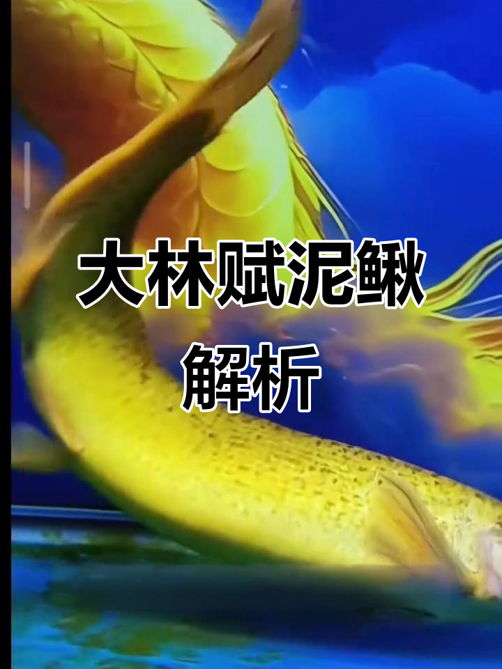 泥鳅变“龙”了?揭秘大连孵泥鳅与普通泥鳅的区别