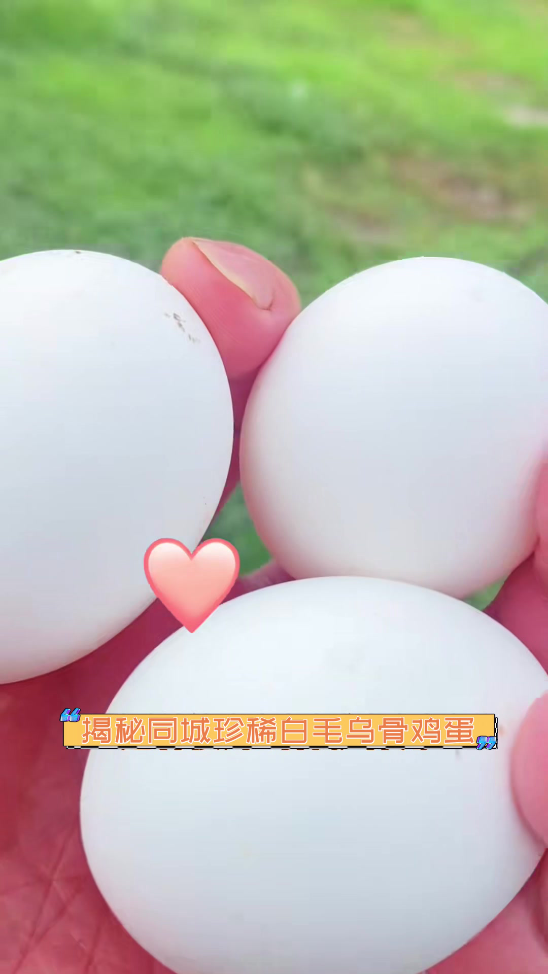 揭秘同城珍稀白毛乌骨鸡蛋