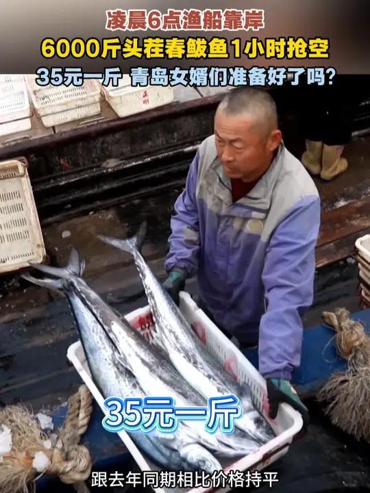 6000斤头茬春鲅鱼1小时抢空 35元一斤 青岛女婿们准备好了吗?#鲅鱼跳丈人笑 #青岛崂
