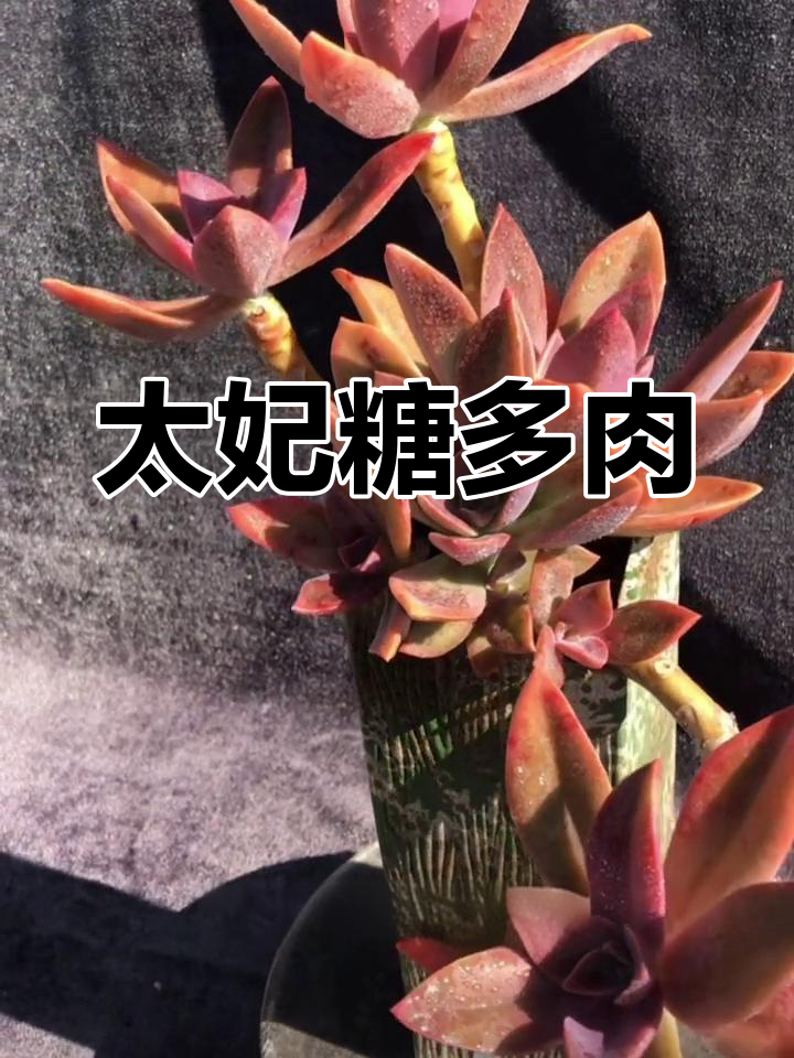 太妃糖多肉:紫红叶片的美丽变化