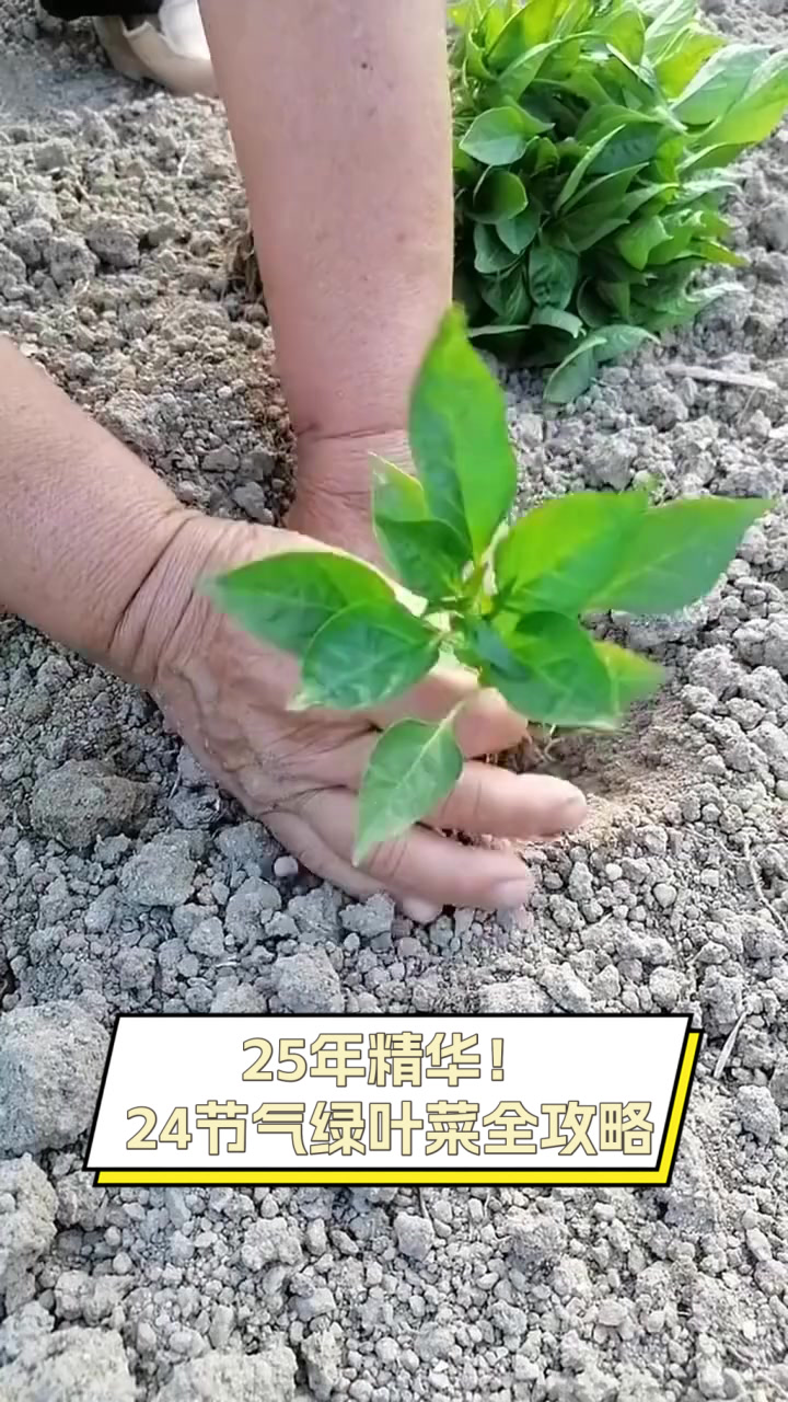 25年精华！24节气绿叶菜全攻略