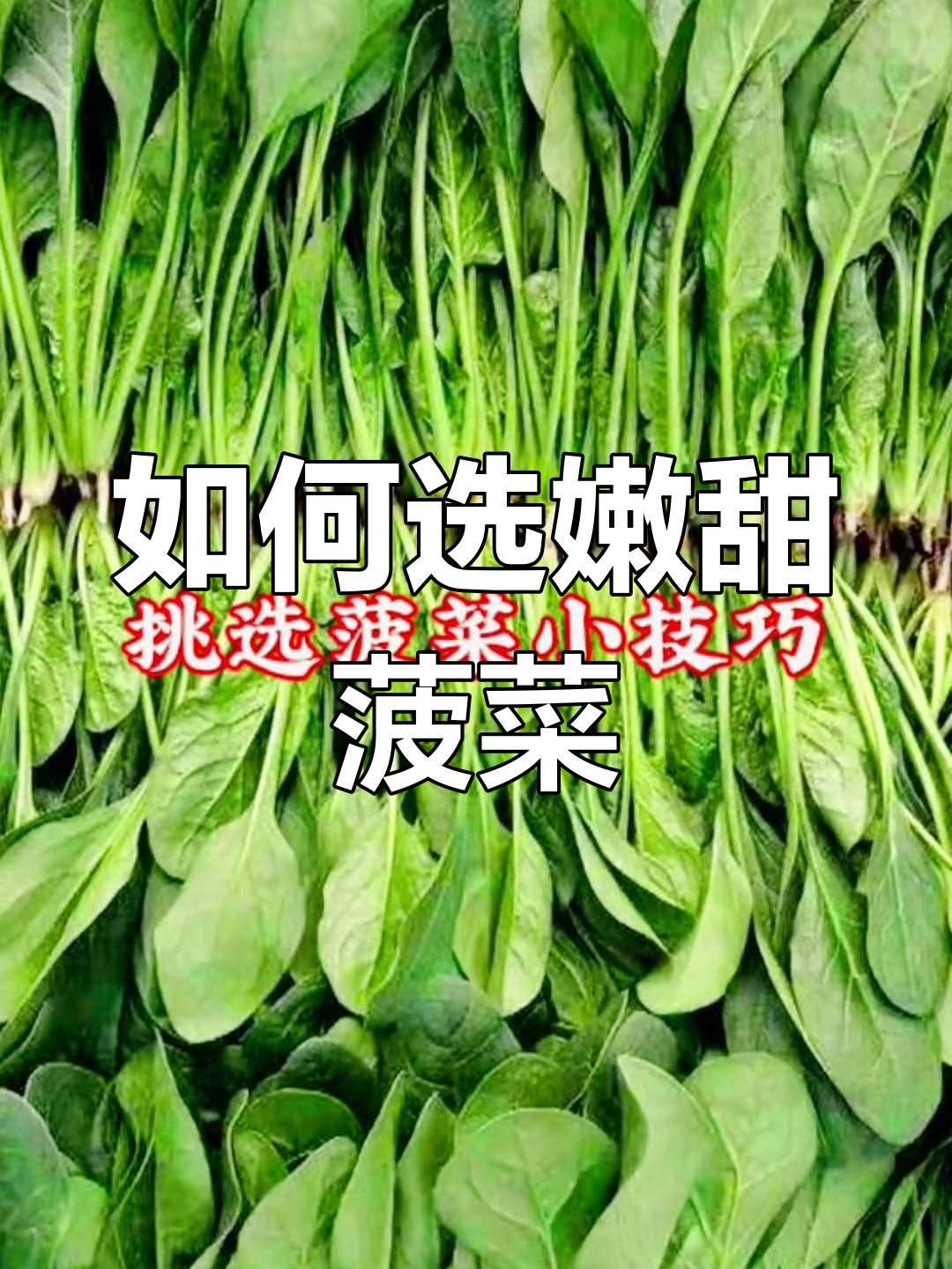 菠菜的种类与挑选技巧