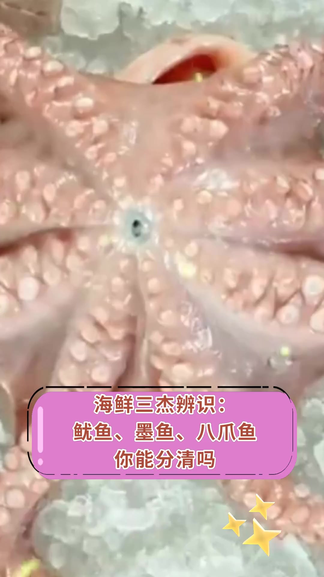 海鲜三杰辨识:鱿鱼、墨鱼、八爪鱼 你能分清吗