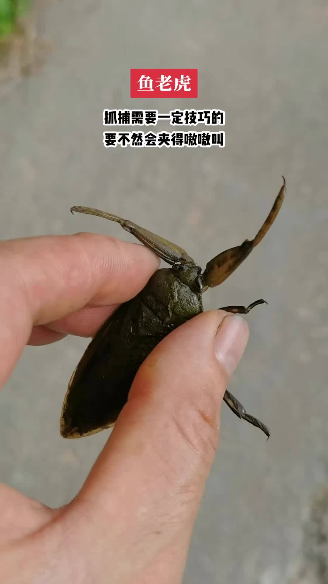 鱼老虎又叫桂花蝉,可以食用,也可药用。外形丑陋,性格凶猛,手法不对被夹到老疼了 鱼老虎 桂