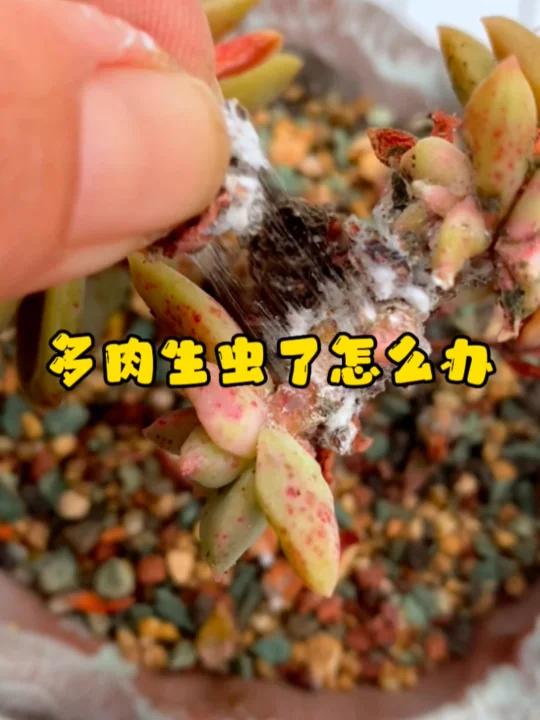 多肉生虫了怎么办