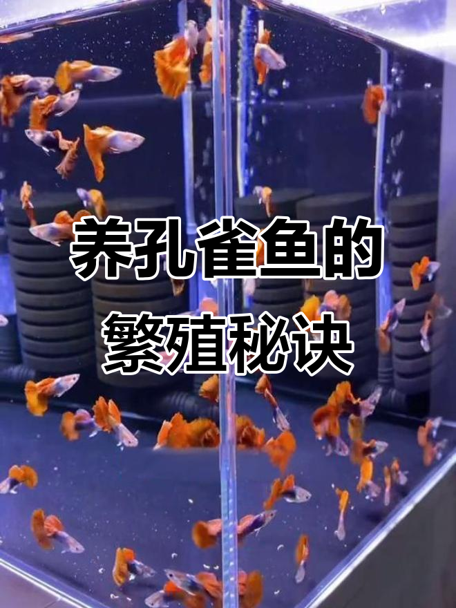 孔雀鱼养殖技巧:从小缸到繁殖大计