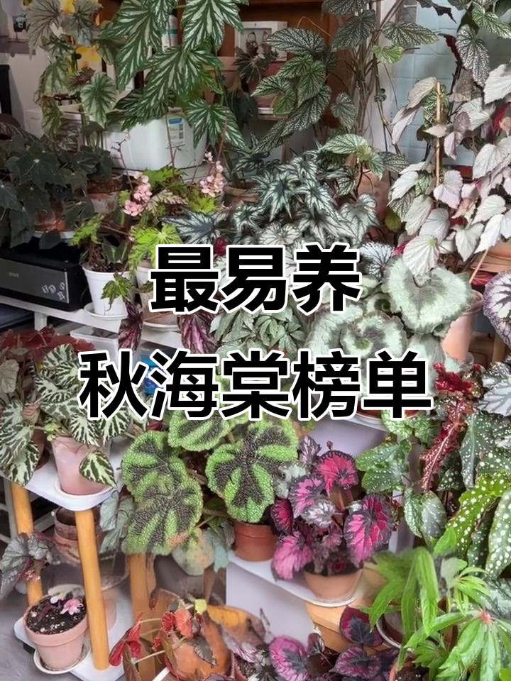 秋海棠养护榜:十款最适合新手养的品种推荐