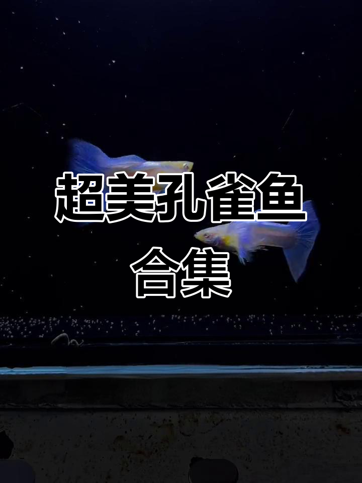 独特孔雀鱼品种大揭秘,黄化体、法兰心白籽等超美一线鱼