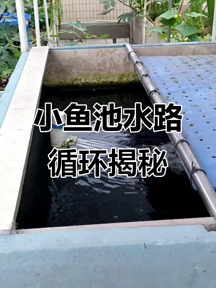 鱼池水路全解析:懒人菜园的小巧设计