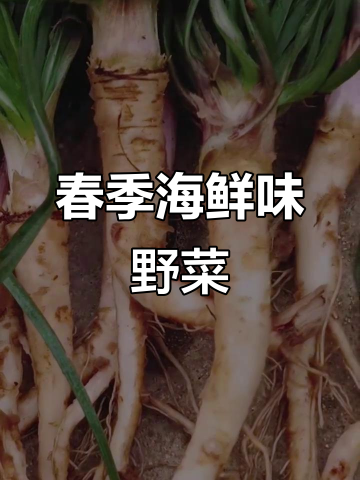 春天里的海鲜味野菜，婆罗门参的独特魅力