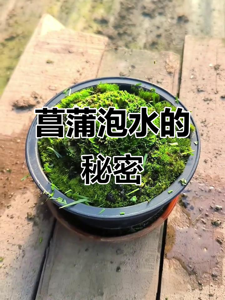 菖蒲泡水需用活水,溪流中最佳!