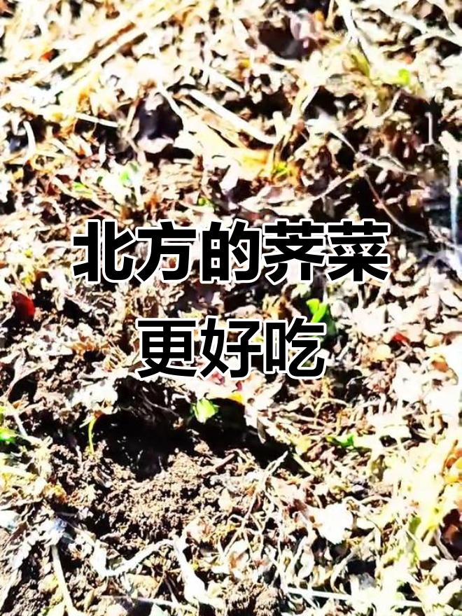 北方荠菜比南方更美味,试试就知道!