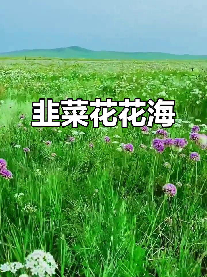 韭菜花盛开,带你进入浪漫白色花海
