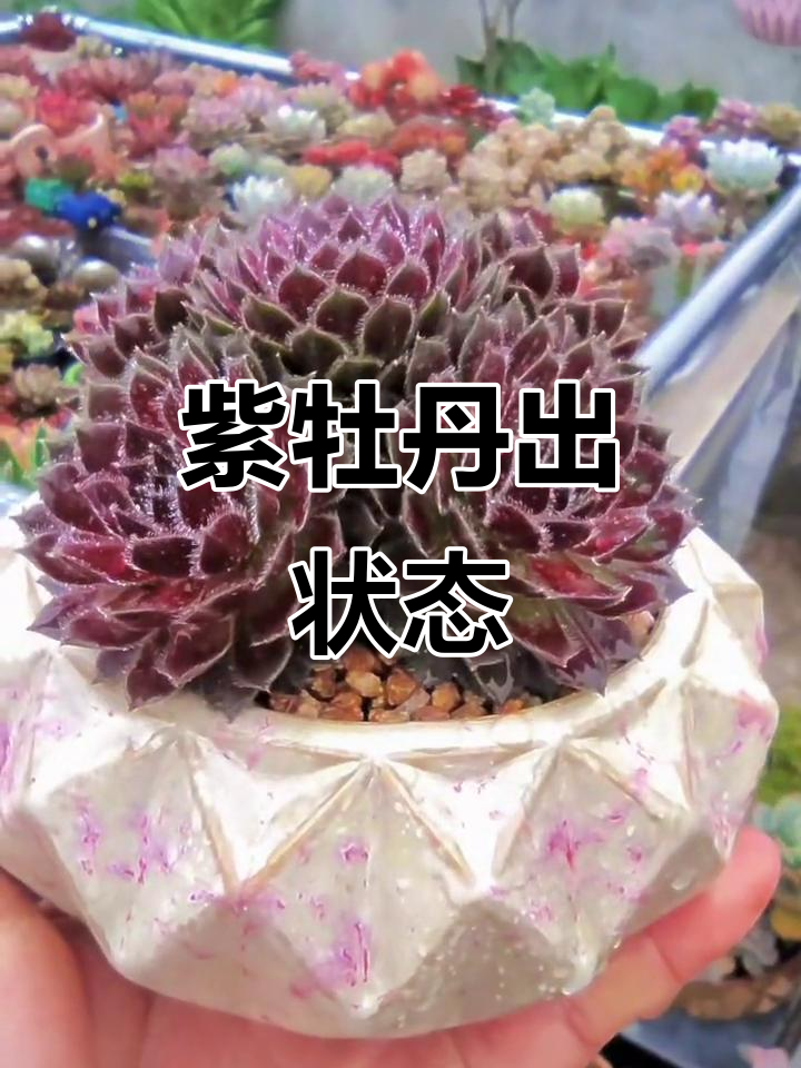 长生草紫牡丹的美丽转变,露养多肉的魅力展现