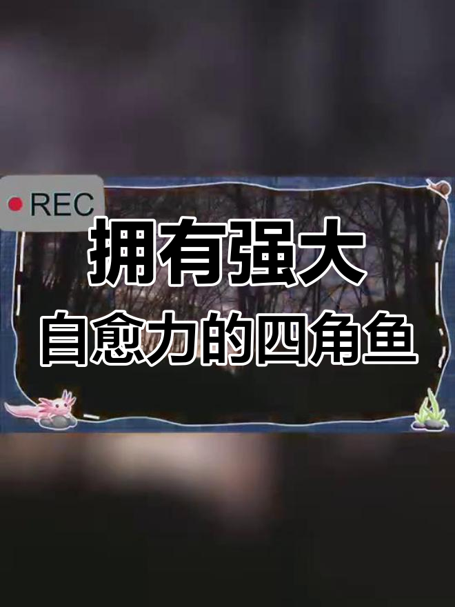 四角鱼:神奇自愈力揭秘