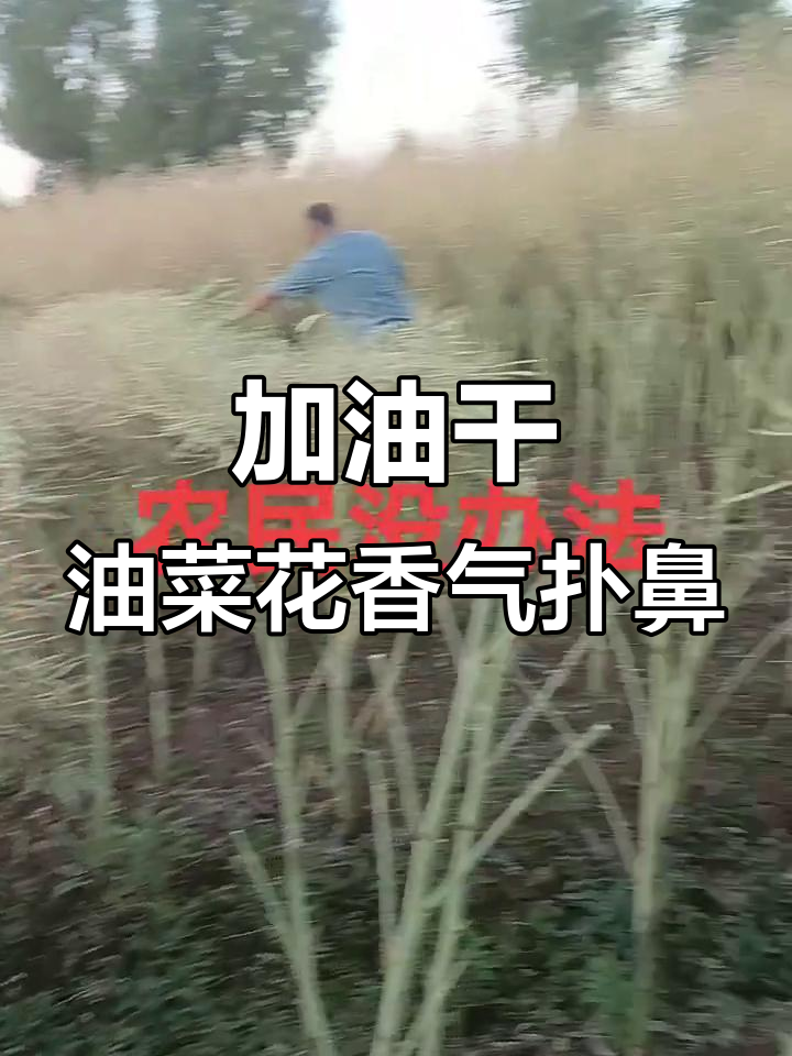 油菜花香蒋来富的结局,干劲十足!